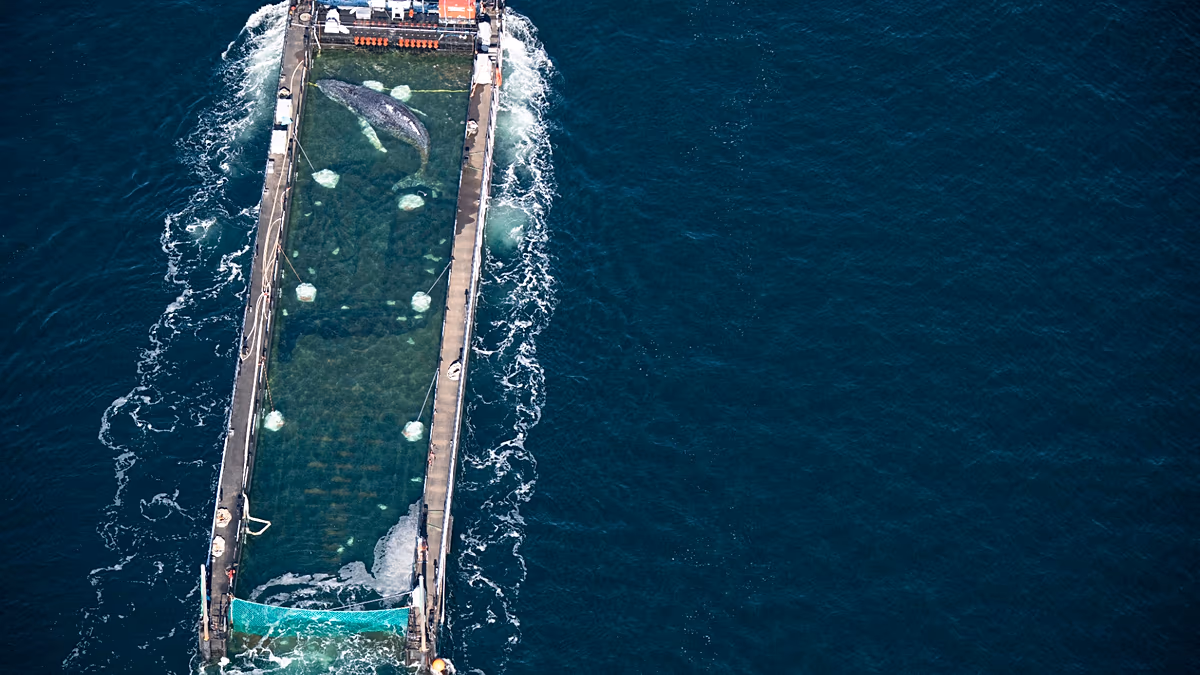 Timmy, la baleine à bosse, serait mort après avoir été relâché dans une voie de navigation