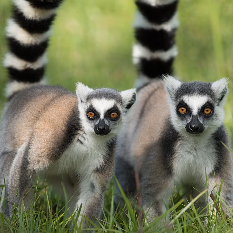 Lémuriens à Madagascar