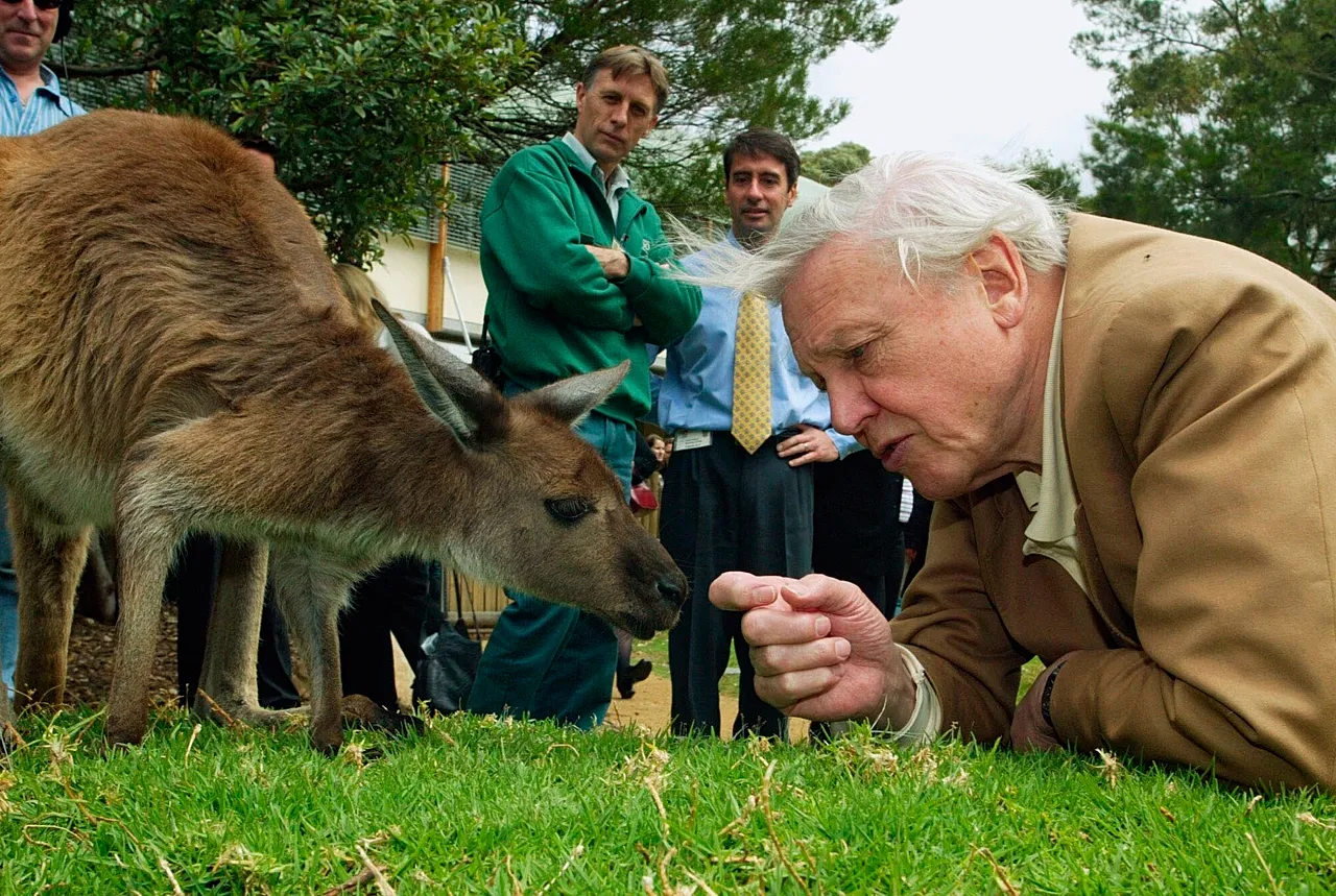 David Attenborough, surveillé par le personnel du zoo, tend la main à un kangourou lors de sa visite au zoo de Taronga à Sydney, en Australie, le 14 octobre 2003.