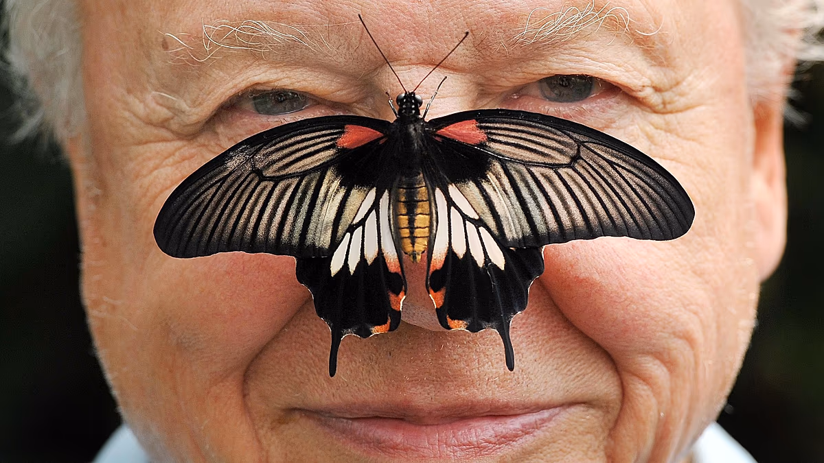 Une vie en images : Sir David Attenborough fête son 100e anniversaire