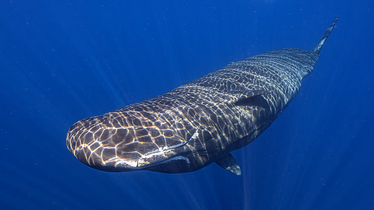 L'augmentation des observations de dauphins et de baleines à Chypre entraîne un renforcement des mesures de protection