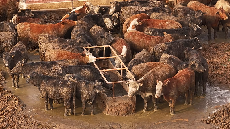 Les défenseurs du bien-être animal affirment que les antimicrobiens sont utilisés pour éviter de s’attaquer aux causes profondes des maladies animales, telles que la surpopulation et les mauvais logements.