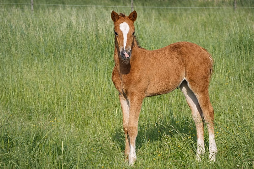 Cheval du Karabakh