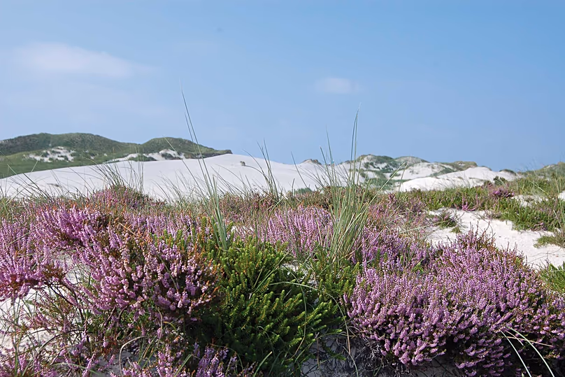Les sept îles de la Frise orientale se caractérisent par des plages de sable et des dunes.