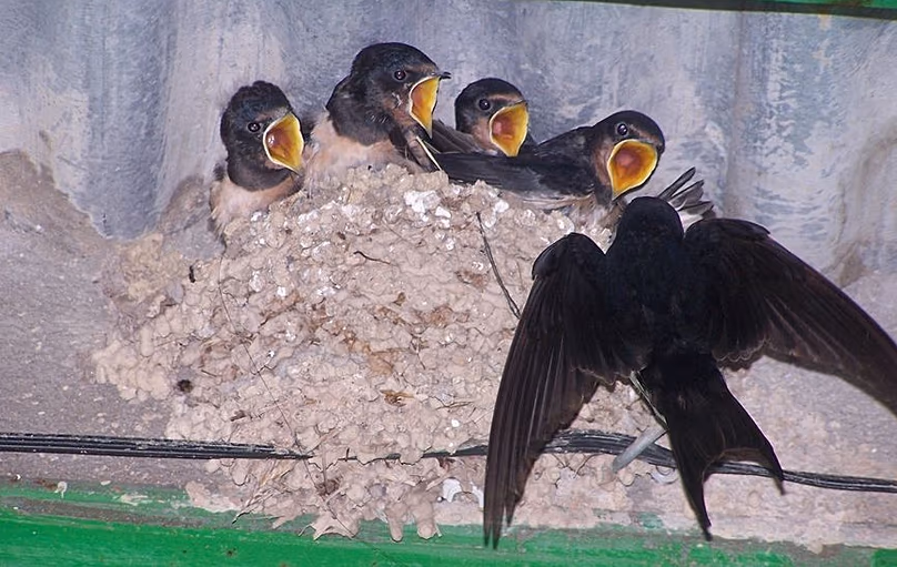 Une caméra SEO/BirdLife montre des nids de martinets communs en Espagne