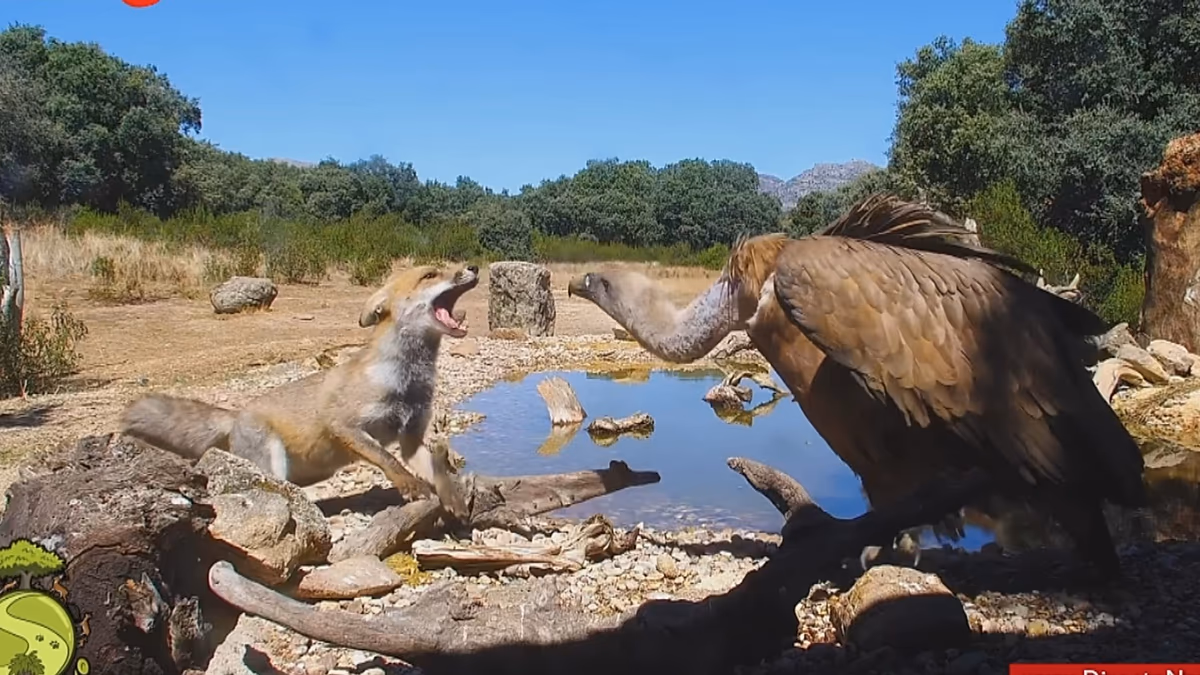 Webcams sur la faune : pourquoi les fans aiment le drame des animaux sauvages dans leurs habitats naturels