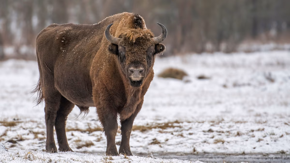 Carbon-capturing bison and bill-slashing renewables: Positive environmental stories from 2026