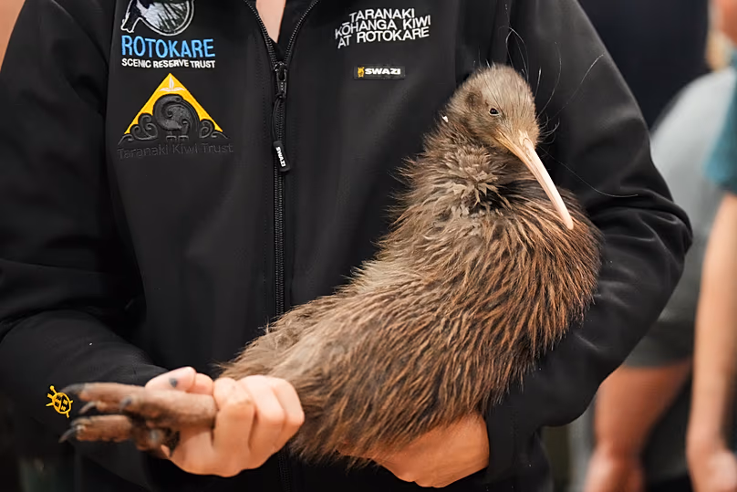 Un membre du personnel d'une organisation de conservation transporte un kiwi lors d'un événement au Parlement à Wellington, en Nouvelle-Zélande, le mardi 28 avril 2026.