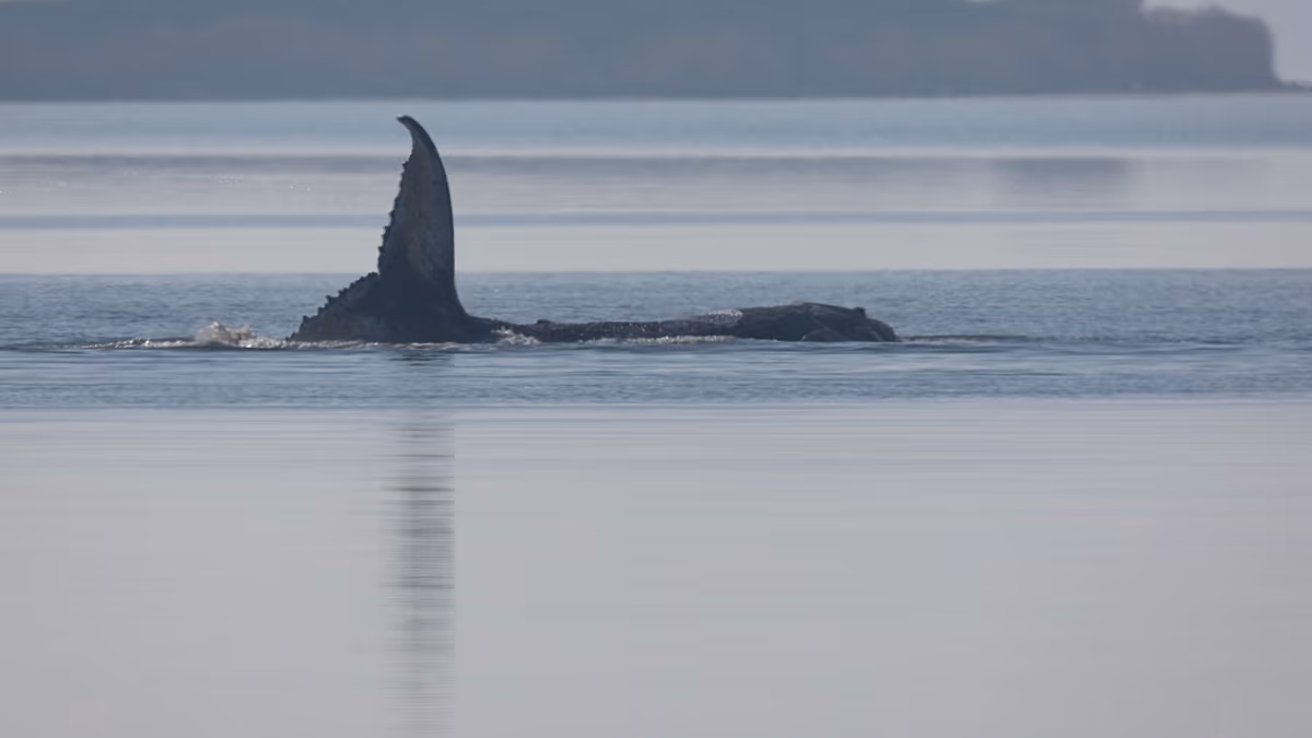 La baleine Timmy est morte, le traceur GPS confirme son identité