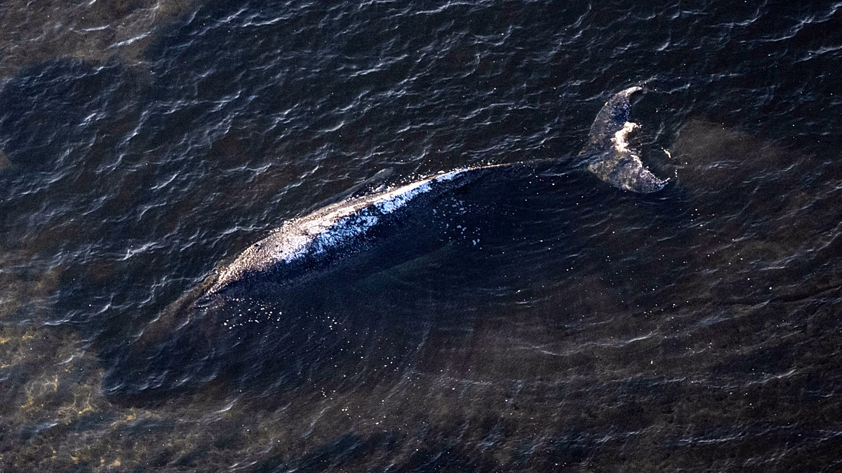 La baleine « hautement explosive » Timmy va être remorquée vers la mer