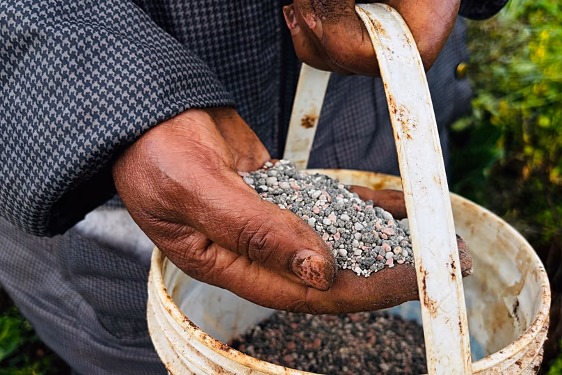 Une agricultrice applique de l'engrais sur ses terres à Limuru, Kenya, le 25 mars 2026.