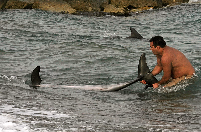 Photo d'archives : Un homme tente d'aider un dauphin à nager vers la mer après s'être échoué sur la plage de Ladies' Mile, à 8 km à l'ouest de la station balnéaire de Limassol, au sud de Chypre, en mars 2008.