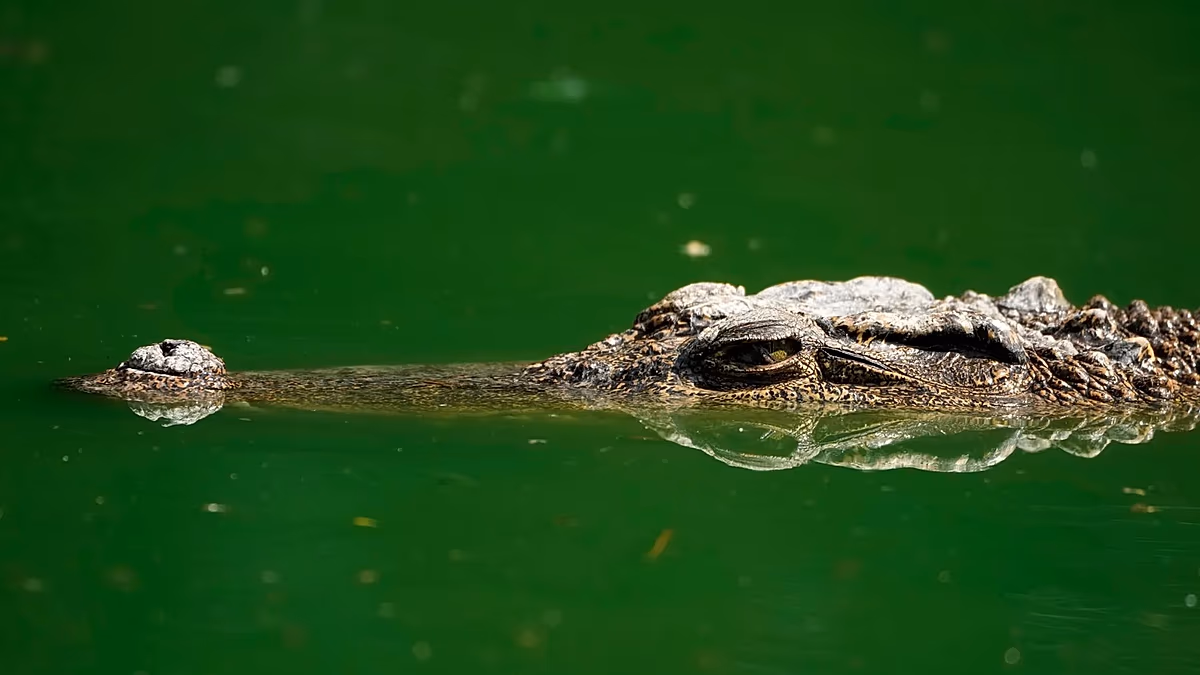 Le corps d'un Portugais retrouvé dans un crocodile en Afrique du Sud