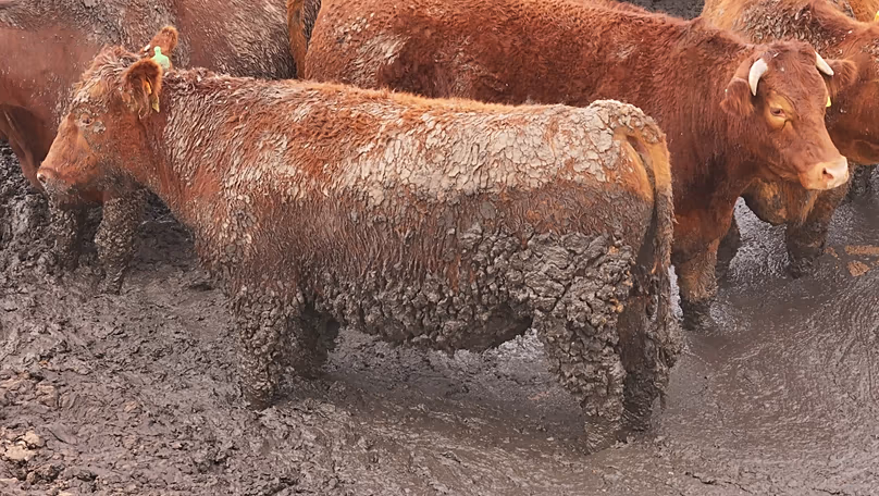 Des systèmes d'élevage plus humains, où le stress est minimisé, réduiraient le besoin d'antimicrobiens, affirme la Animal Welfare Foundation.