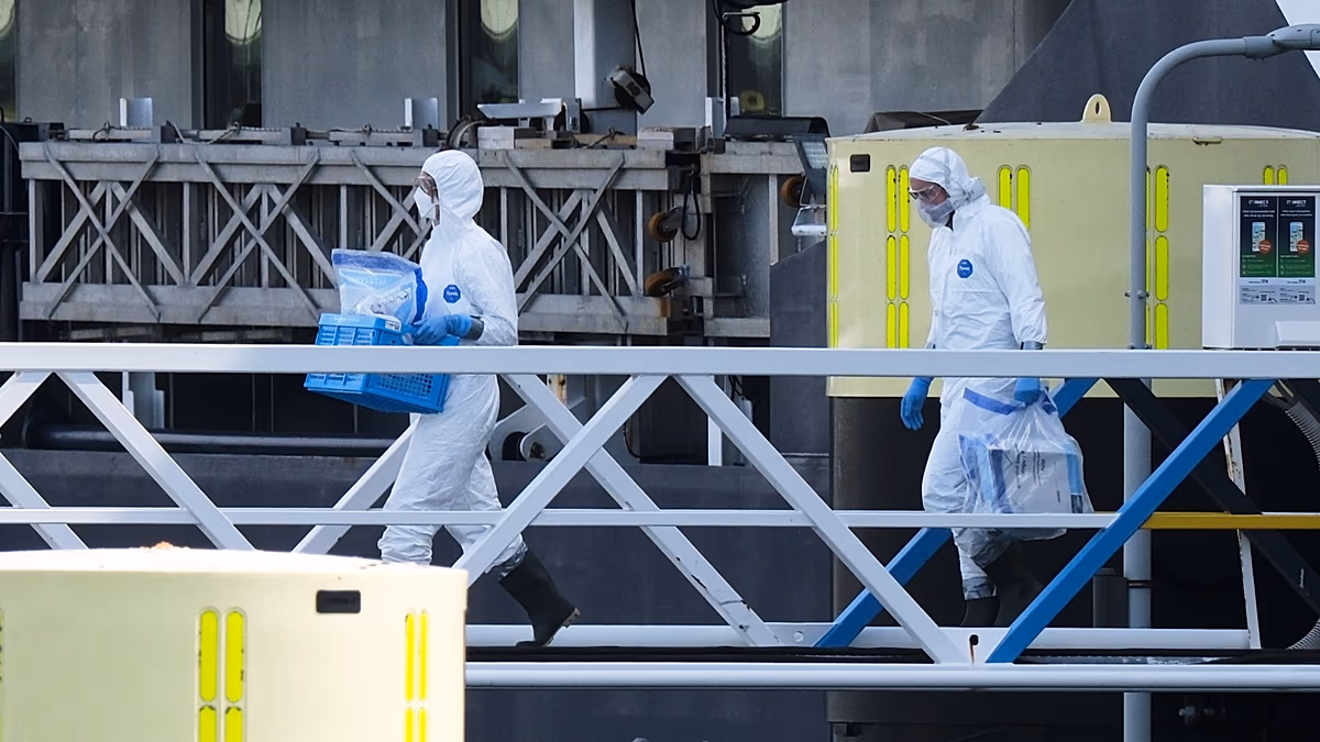L’hantavirus est-il une menace pour l’Europe ? Le changement climatique et la destruction de l’habitat augmentent le risque