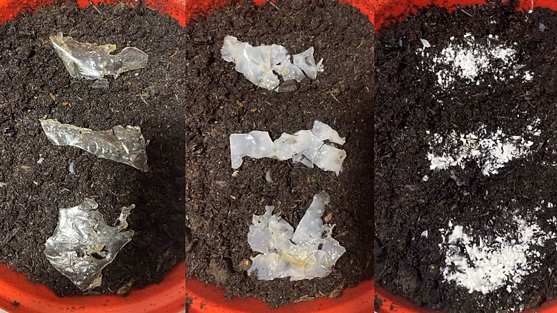 Trois phases de biodégradation dans le sol, qui libèrent l'enzyme dans l'environnement et décomposent davantage les microplastiques