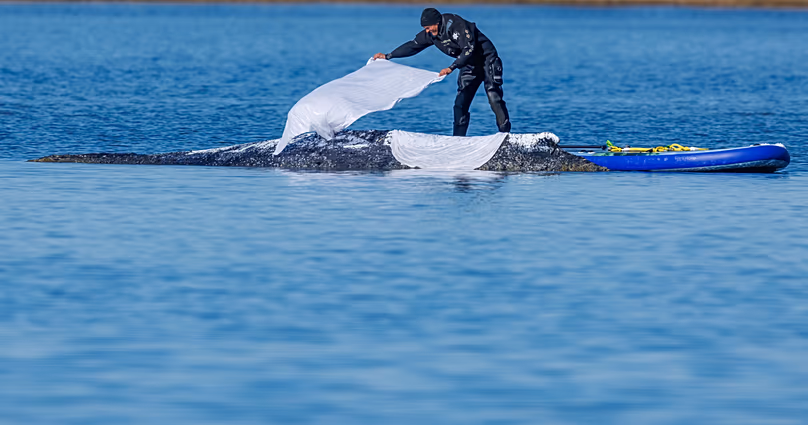 Un ouvrier jette des chiffons mouillés pour protéger la peau sur le dos de la baleine à bosse échouée surnommée "Timmy", dans les eaux peu profondes de la mer Baltique, le 22 avril 2026.