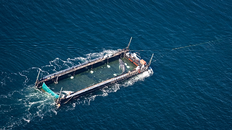 La baleine à bosse récupérée dans une baie peu profonde au large de Wismar est transportée vers la mer du Nord dans un cargo inondé juste avant la frontière danoise à Fehmarn, en Allemagne.