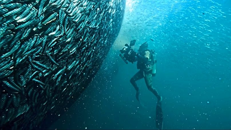 Un caméraman de Planet Earth III filme un filet géant d'anchois