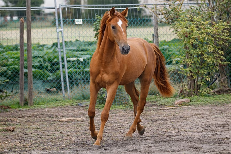 Cheval du Karabakh