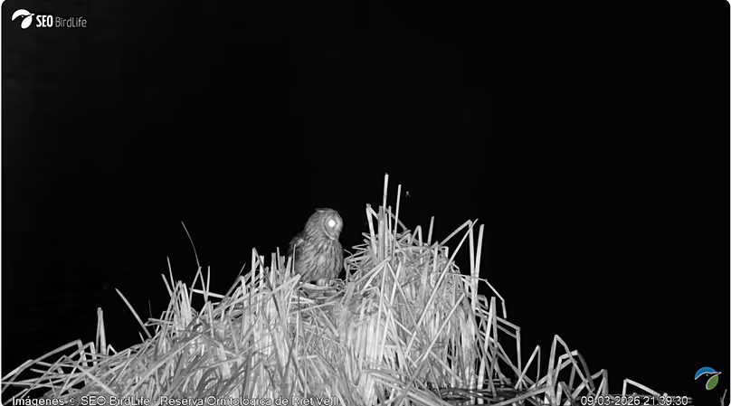 Image d'un hibou des marais dans la lagune, capturée dans la réserve ornithologique de Riet Vell, delta de l'Èbre
