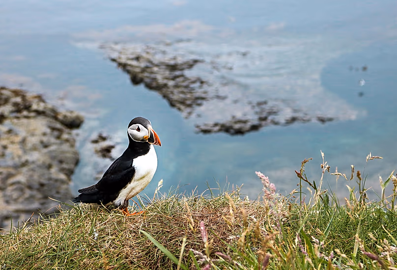 Les visiteurs peuvent apercevoir des macareux et d'autres créatures ailées sur Staffa en Écosse