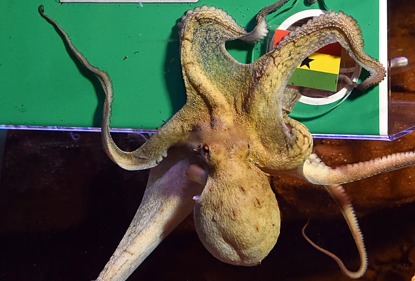 Octopus Regina du Sea Life de Berlin n'a pas atteint le même taux de réussite que son prédécesseur Paul.