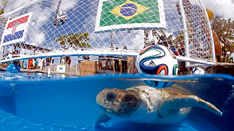 La tortue marine