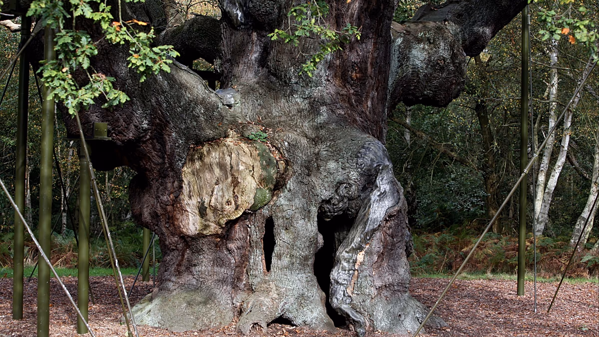 Le célèbre chêne de 1 200 ans de la forêt de Sherwood de Robin des Bois déclaré mort