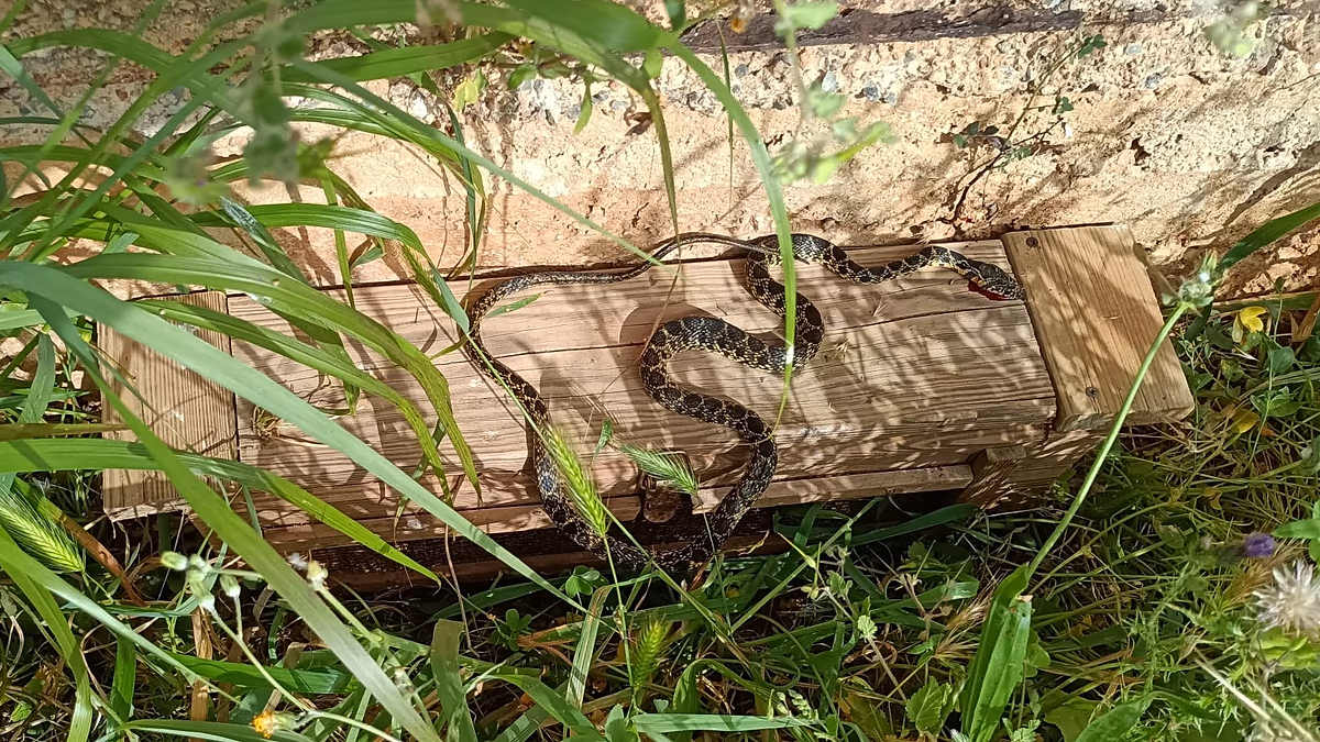 Les îles de vacances sous pression : l'invasion des serpents menace Ibiza et Majorque