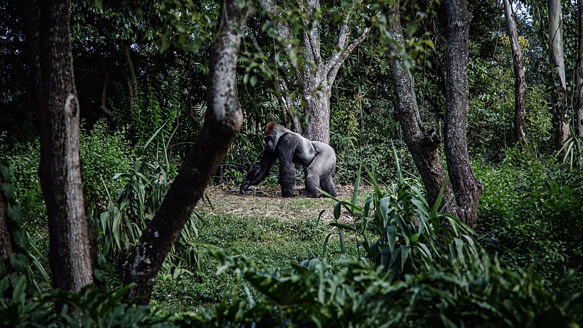 Comment « l’effet Attenborough » suscite un intérêt croissant pour le tourisme des gorilles au Rwanda