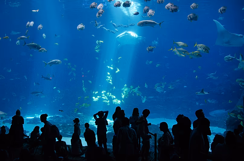L'aquarium de Géorgie abrite de nombreuses créatures marines, mais les visiteurs n'apprécient pas toujours l'expérience