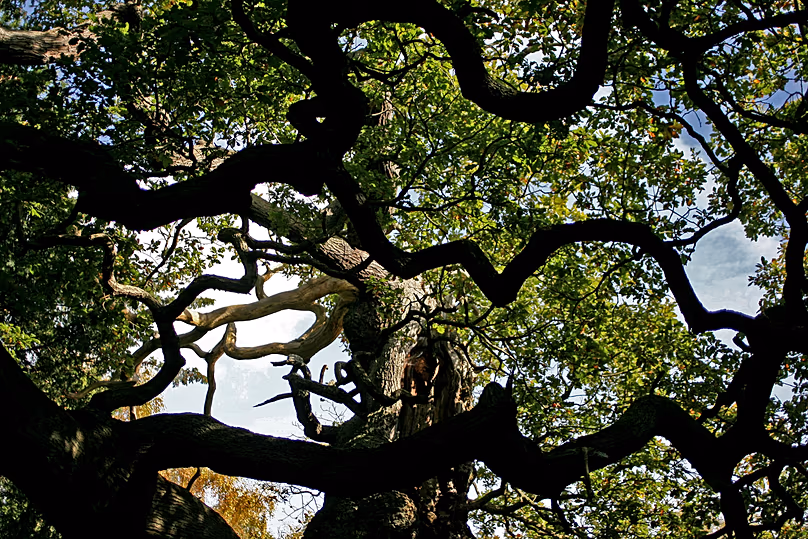 Un chêne majeur vieux de 1 200 ans, où Robin des Bois aurait utilisé comme cachette, se dresse dans la forêt de Sherwood, près du Nottinghamshire, en Angleterre, le 19 octobre 2007.