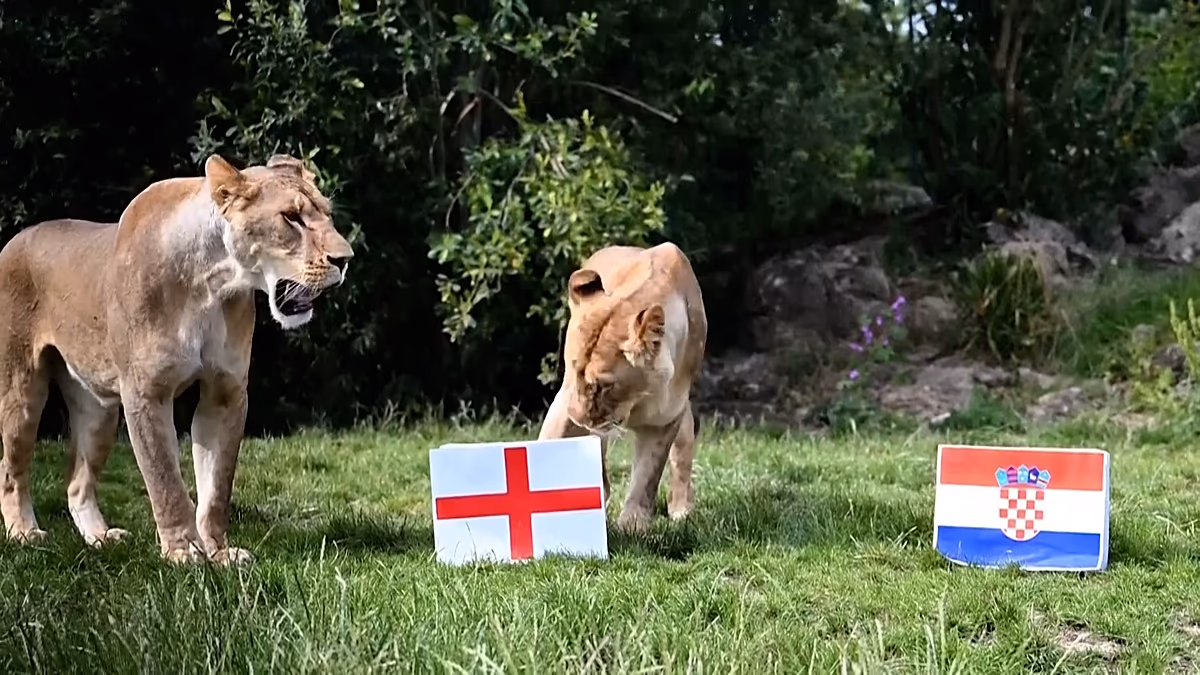 Les Lions britanniques prédisent le sort de l'Angleterre en Coupe du monde