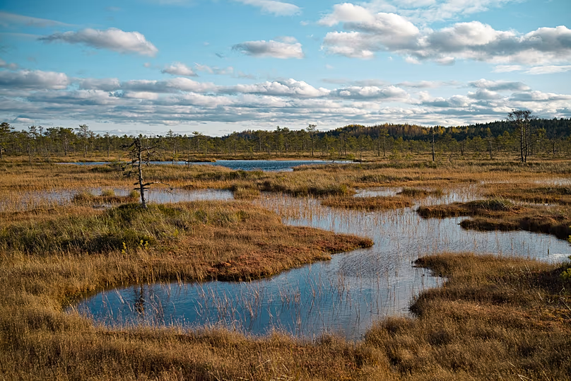 En Estonie, les tourbières représentent environ un cinquième de la superficie du pays.