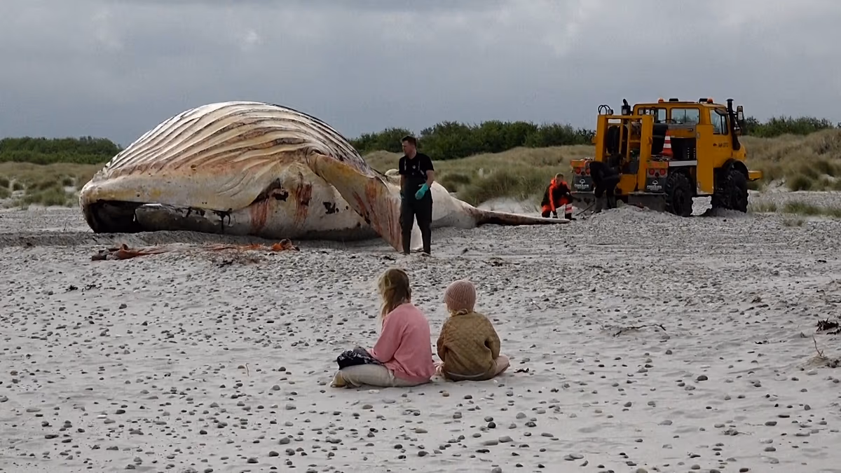 « Timmy », la baleine à bosse ramenée à terre sur une île danoise