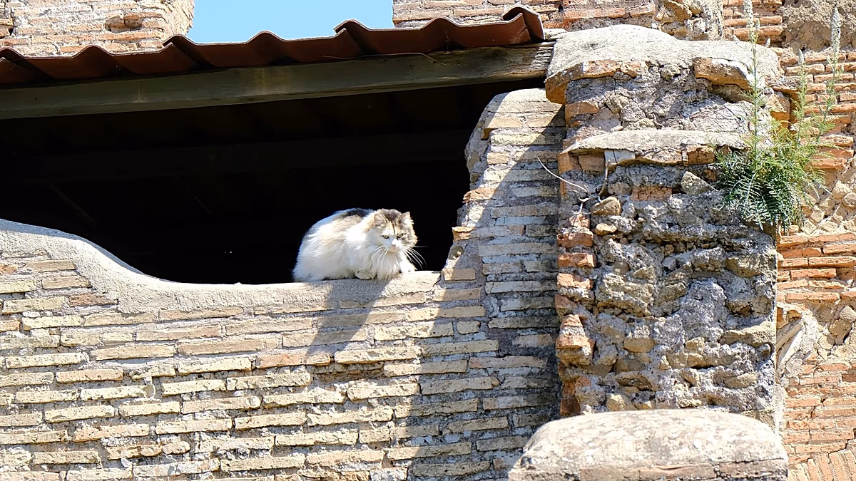 Visitez les chats de Rome lors de ce nouveau tour de course à pied autour de la Ville éternelle
