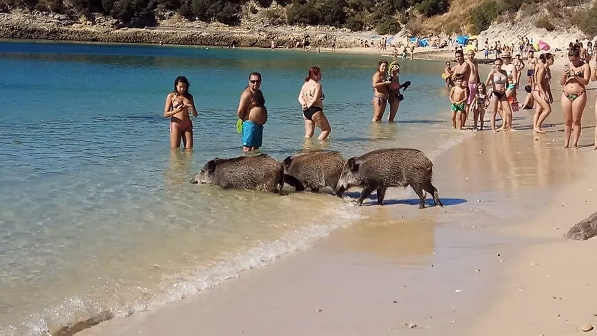 Vous partez en vacances sur cette plage ? Les sangliers pourraient voler votre déjeuner