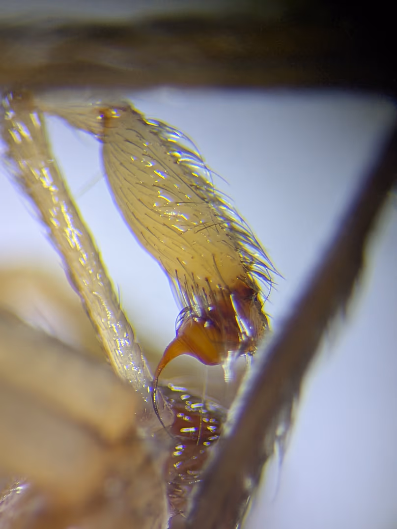 Pédipalpe d'un Loxosceles laeta mâle, dont l'anatomie permet d'identifier l'espèce de manière fiable