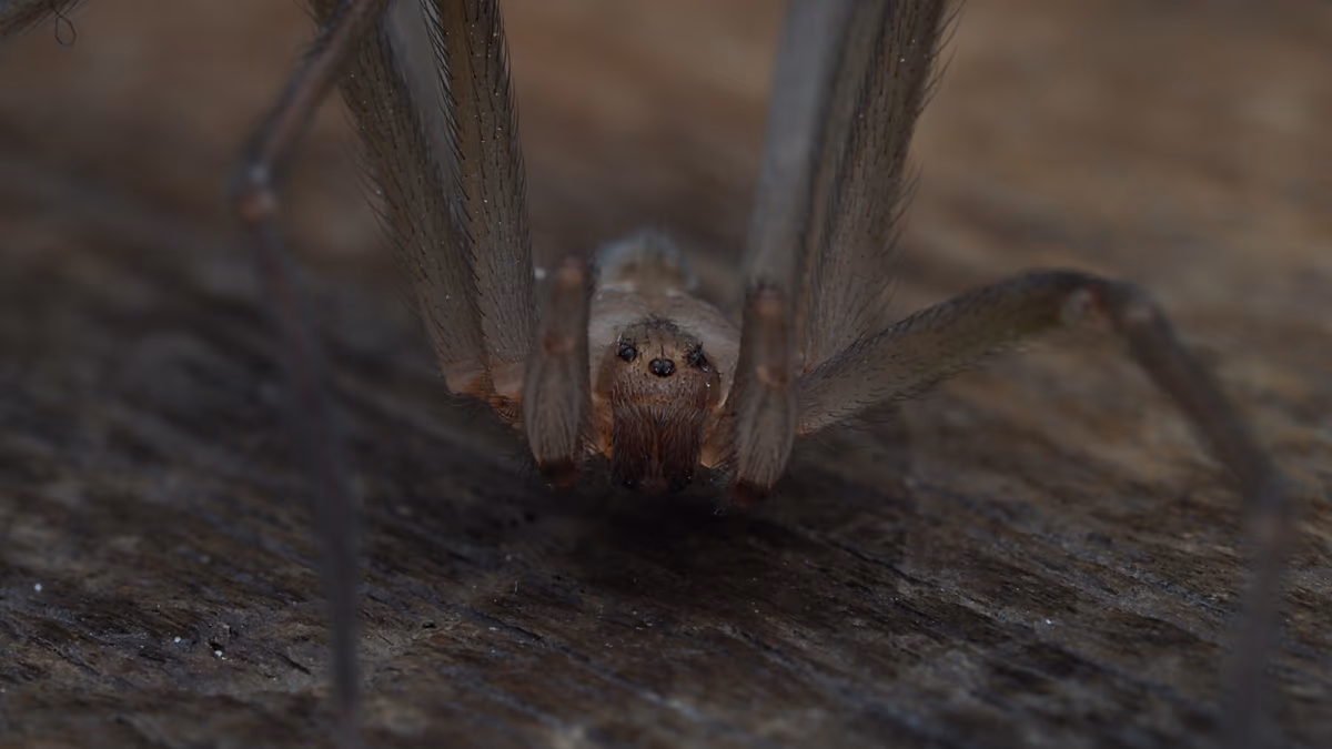 Une nouvelle espèce d'araignée venimeuse découverte au Portugal