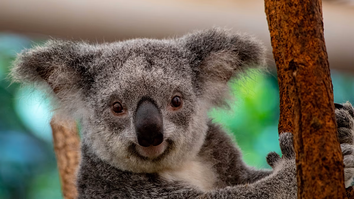Liste des vacances à faire avec la faune : les nouveaux « cinq grands » animaux que les voyageurs veulent voir