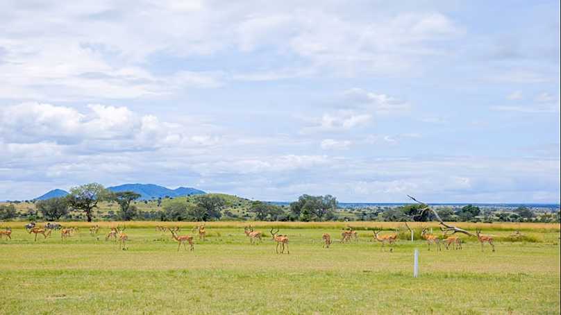 Tanzanie