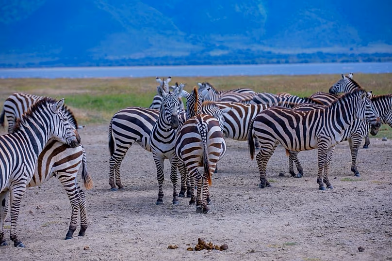 Un groupe de zèbres en safari en Tanzanie