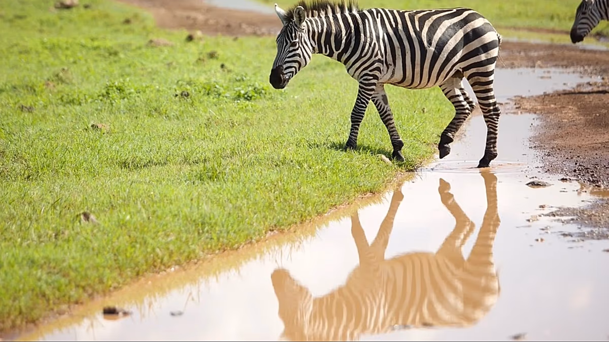 La Tanzanie remodèle le tourisme avec un parcours de golf du Serengeti au milieu de la faune