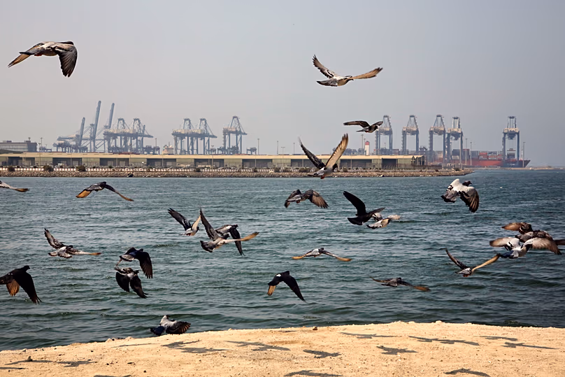 DÉPOSER. Des mouettes volent devant la ville portuaire de Jiddah, sur la mer Rouge, en Arabie Saoudite, octobre 2019