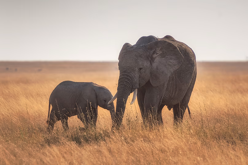 Les éléphants étaient le seul animal des Big Five à figurer dans ce classement