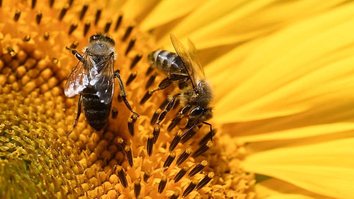Loi agricole d’urgence adoptée : restitution conditionnelle de deux pesticides