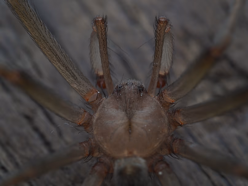 Araignée recluse chilienne observée par des chercheurs à Porto