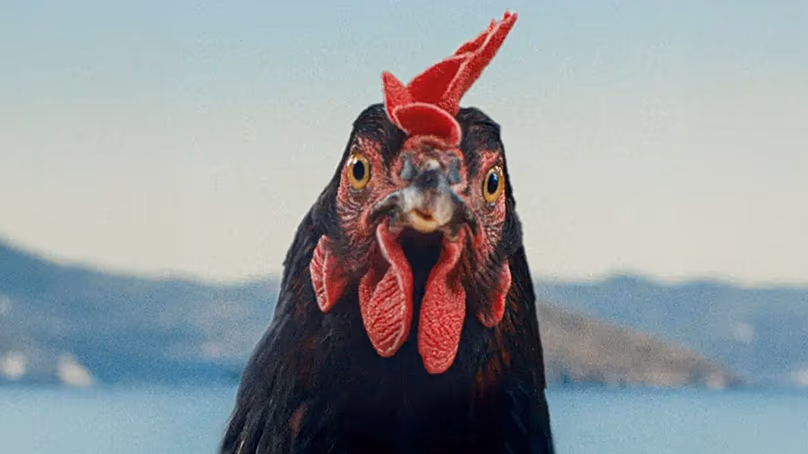 Hen