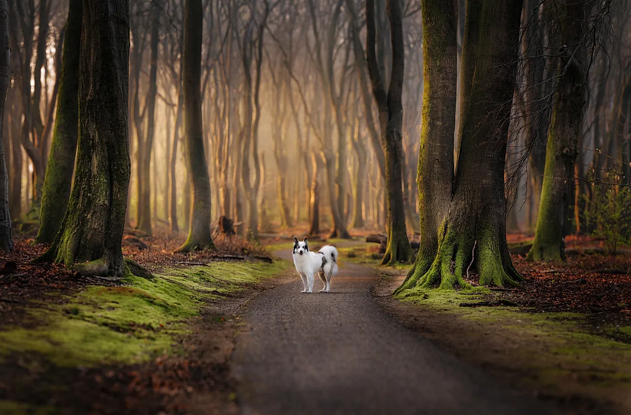Mark Vandijck a remporté la catégorie Portrait canin avec ses superbes photos de chiens dans la nature